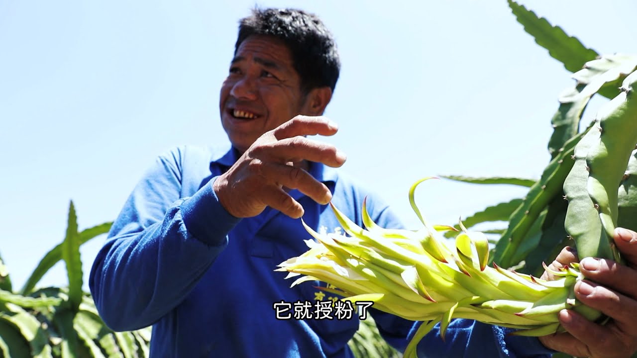 友善生命與保育的產地 ｜ 清香火龍果園｜TSPCA台灣防止虐待動物協會Ｘ猴子拿相機Matsa Ape