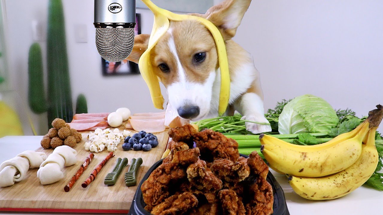 ASMR Corgi Puppy Reviews Food