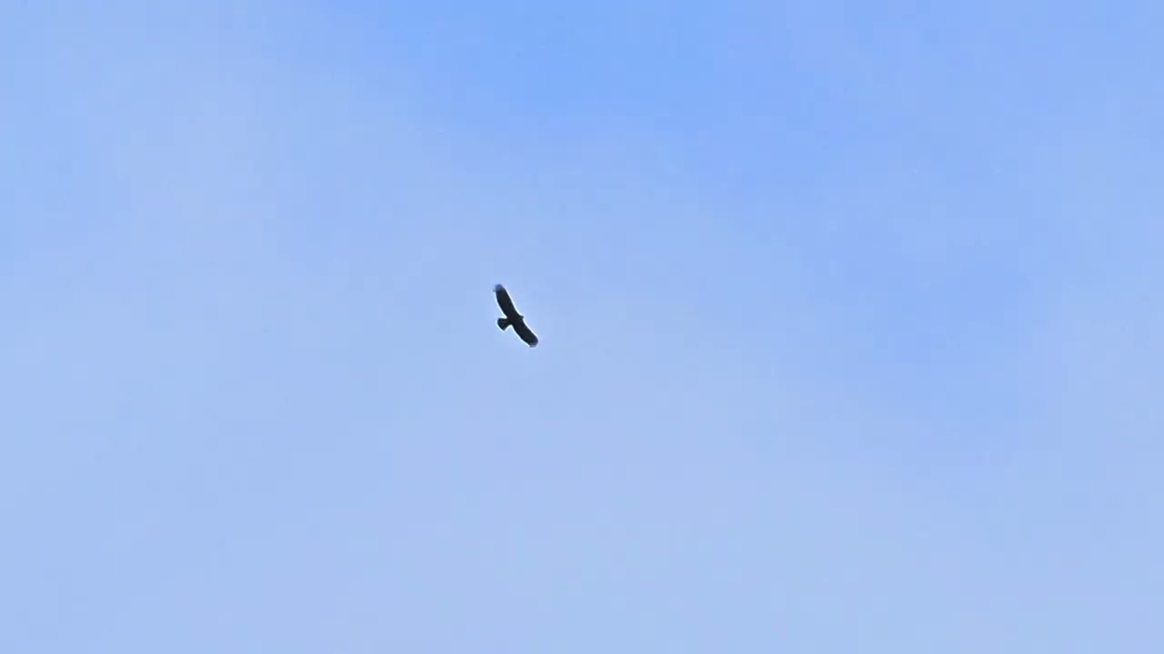 A LARGE JUVENILE EAGLE SOARS ABOVE THE ND-LEEF AREA BEFORE FLYING WEST TOWARD THE ST. JOSEPH RIVER. 