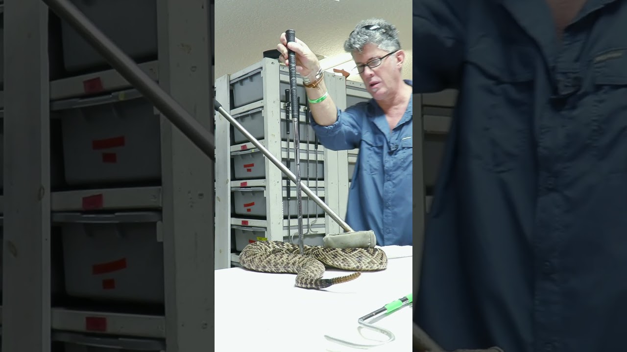 Deadliest Job in America! - Milking an Eastern Diamondback Rattlesnake