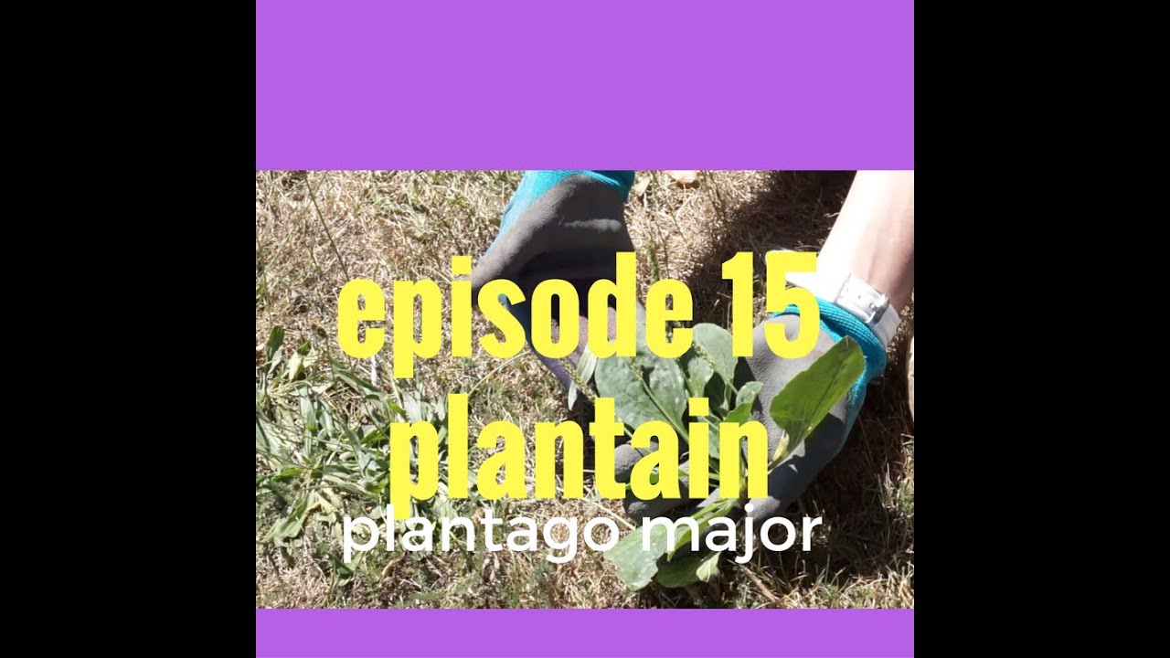 Episode 15: Plantain- King of Weeds