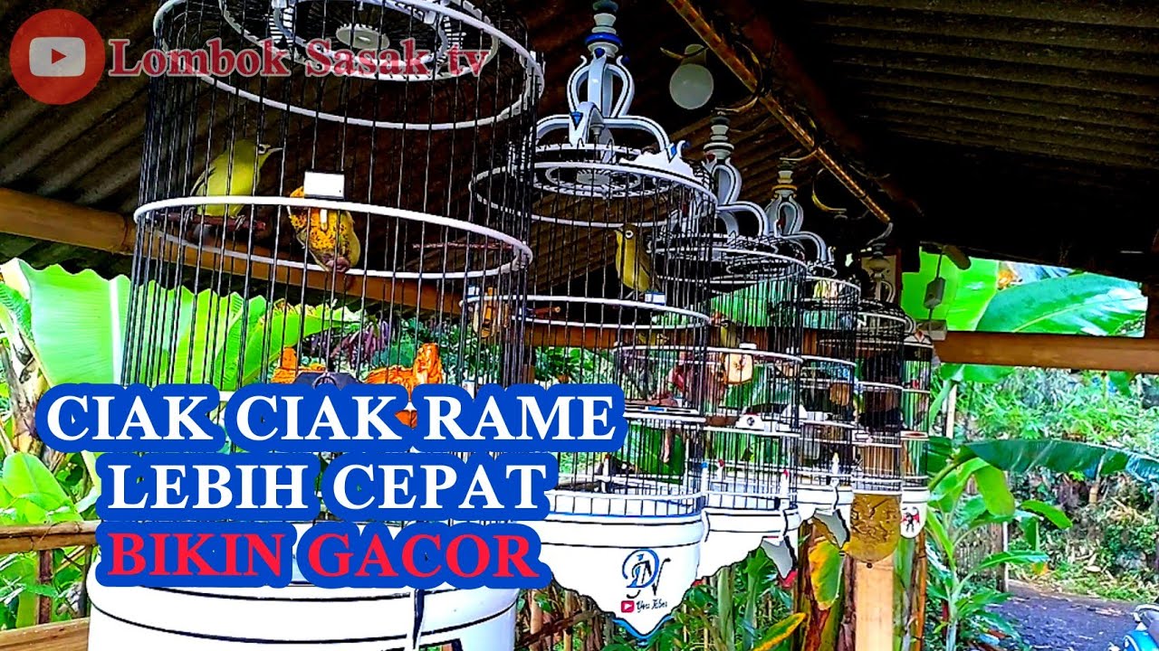 KECIAL KUNING CIAK CIAK RAME || PALING CEPAT RANGSANG GACOR || Lombok Sasak tv