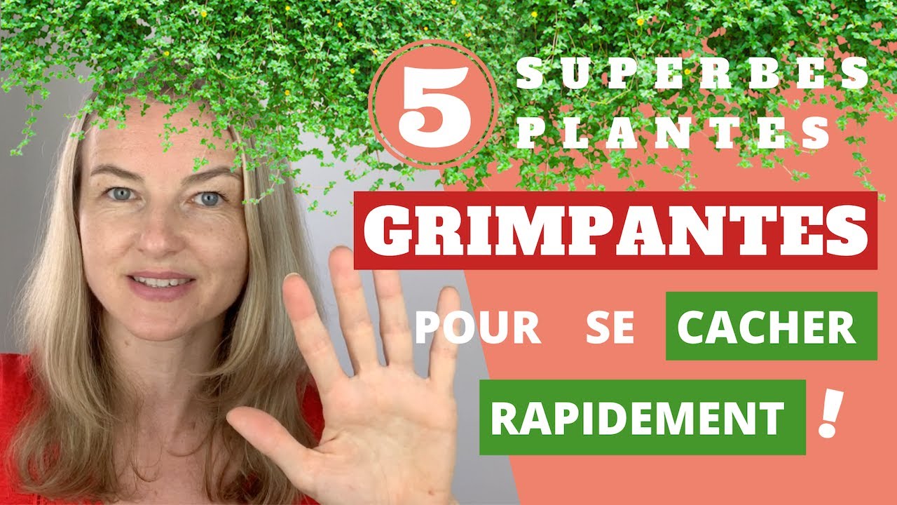 5 superbes PLANTES GRIMPANTES pour se CACHER RAPIDEMENT !