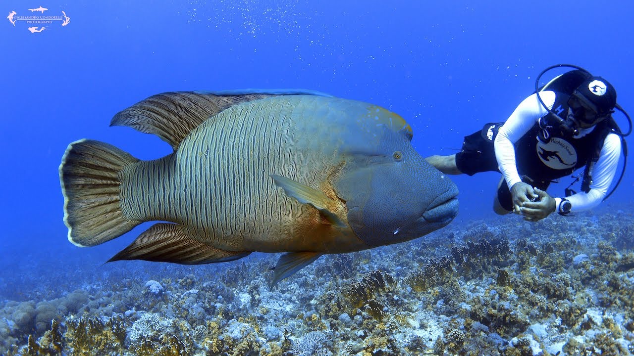 Egitto | Sharm el Sheikh | Estate | 2021 | Vacanze | Diving & Snorkeling | Mar Rosso | Tiran