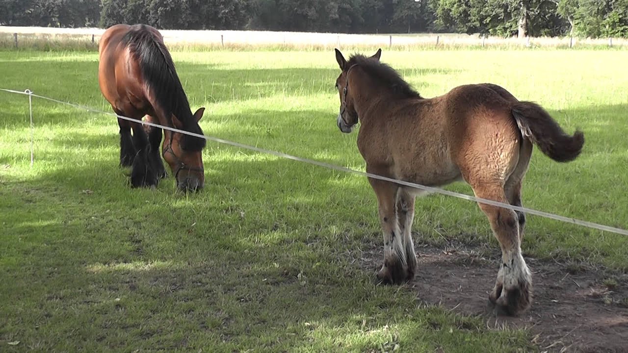 Trekpaard Museumboerderij Wendezoele