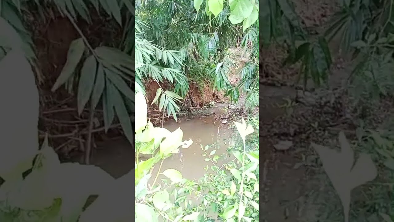 LIVE 🌊 Peaceful Forest River Sounds | Relaxing Water Stream & Wildlife Ambience #NatureLive