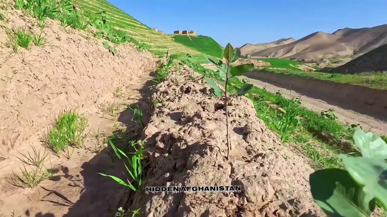 بهار، زمین و موسیقی اصیل تار ملا مومین جوندی| Spring, Land & Traditional Tar Music