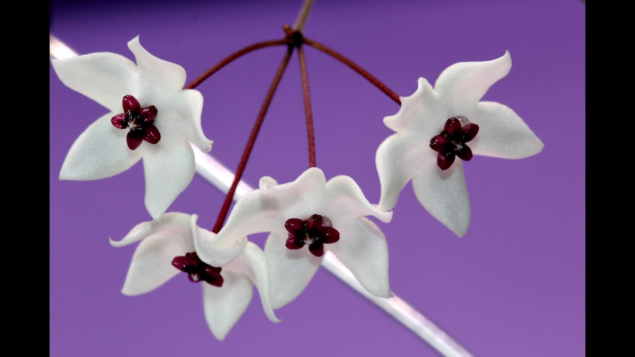 A Visit With Hoya microphylla
