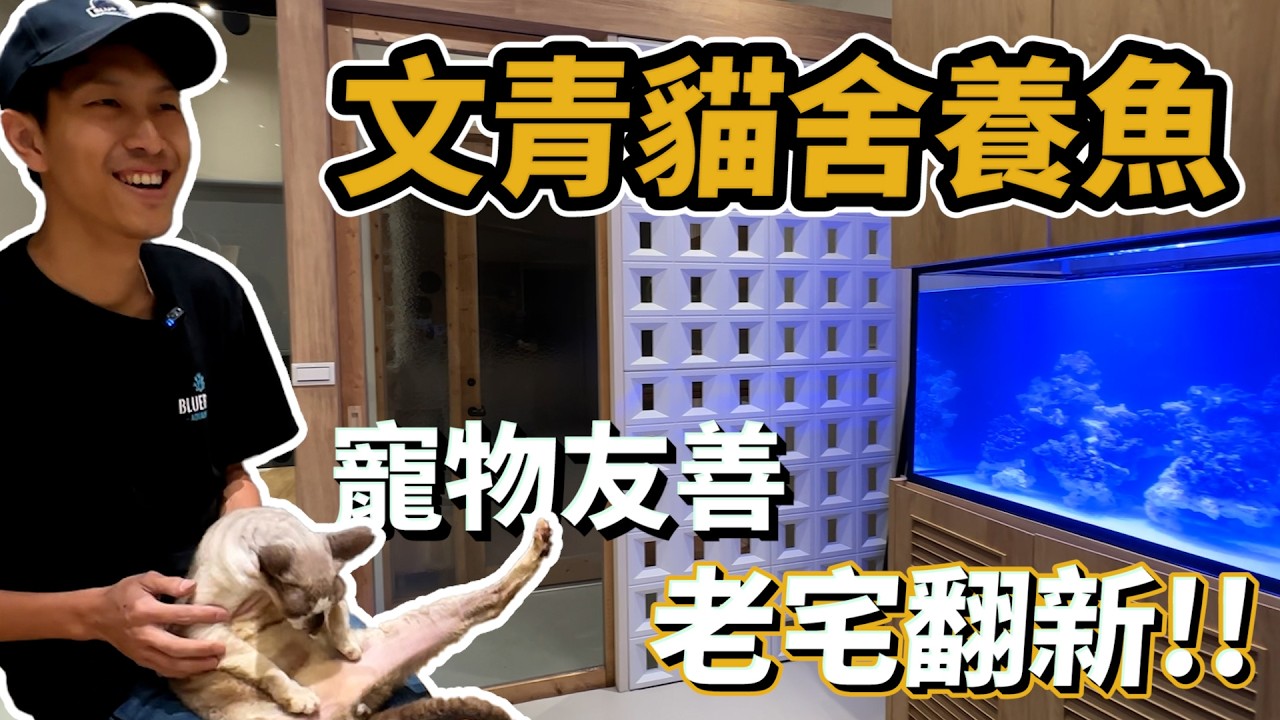 【藍箱水族】老宅翻新貓舍的魚缸！點綴裝潢的夢幻海缸~大肚沈先生魚缸