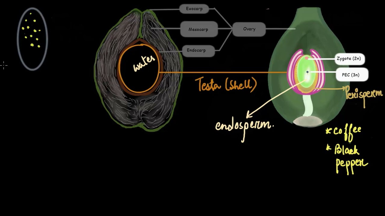 How an ovary turns into a fruit | Sexual reproduction in flowering plants | Khan Academy