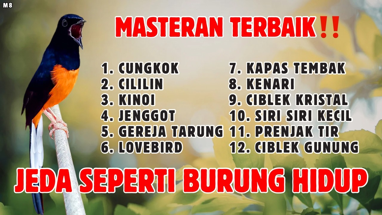🔴 MASTERAN GACOR MATERI LOMBA MURAI BATU