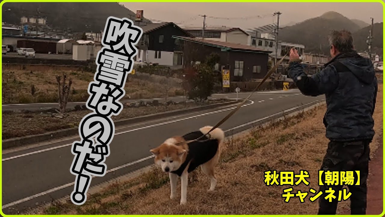 秋田犬【朝陽】チャンネル【吹雪なのだ！】