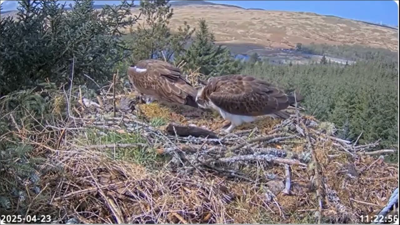 Osprey Cam Highlights 2025