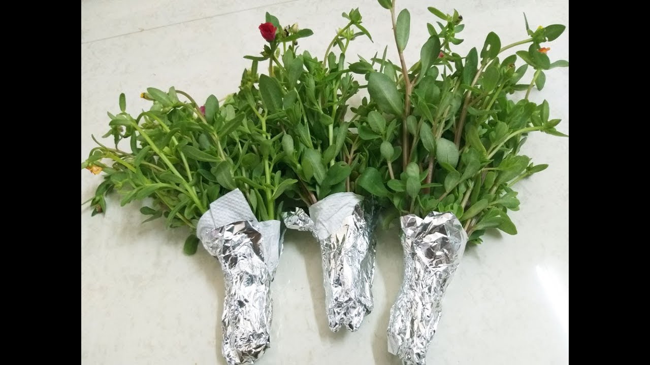 Purslane 20 colors cuttings available for sale. whatsapp:9361427377