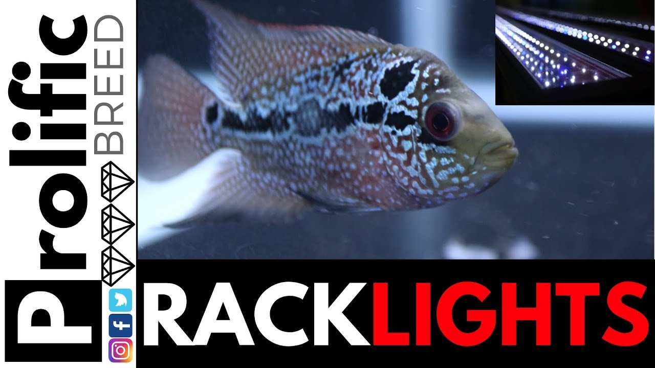 AQUARIUM FISH TANK LIGHTING + MAGMA FLOWERHORN