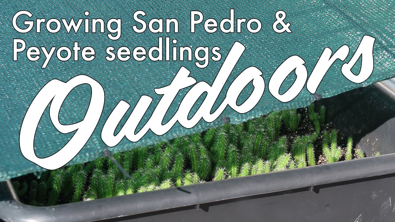 How to grow San Pedro & Peyote seedlings outdoors