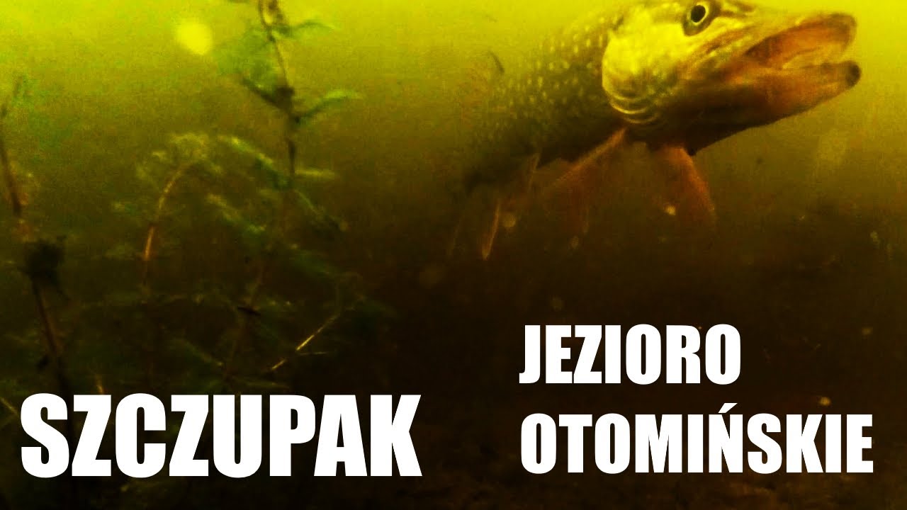 Jezioro Otomińskie (Gdańsk) - Szczupak