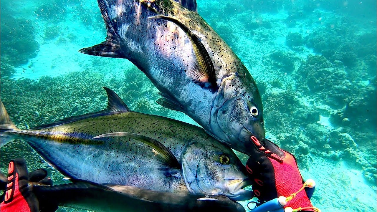BLUE FIN TREVALLIES using FISH CALL TECHNIQUE (GRUNTING). SPEARFISHING PHILIPPINES!!