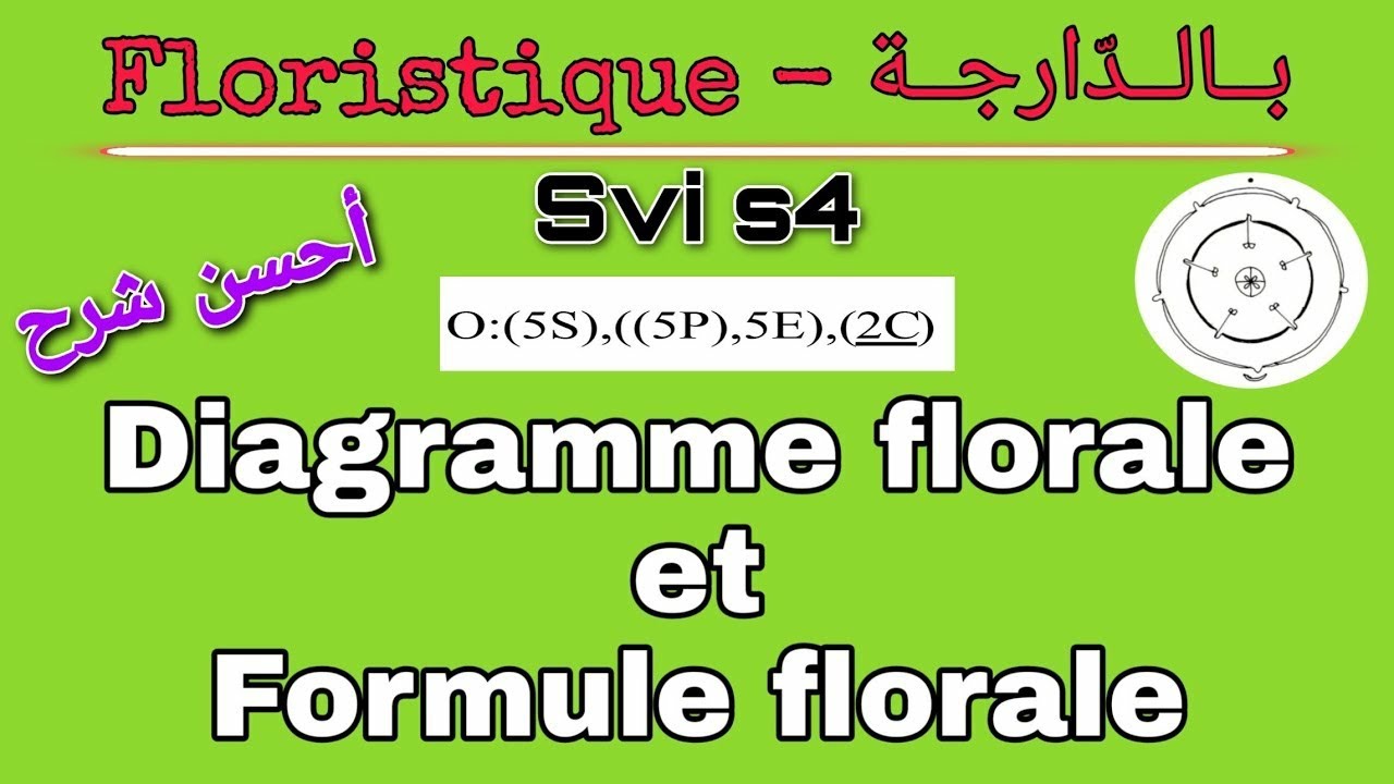 Diagramme florale et Formule florale || Floristique بالدارجة (Svi s4)