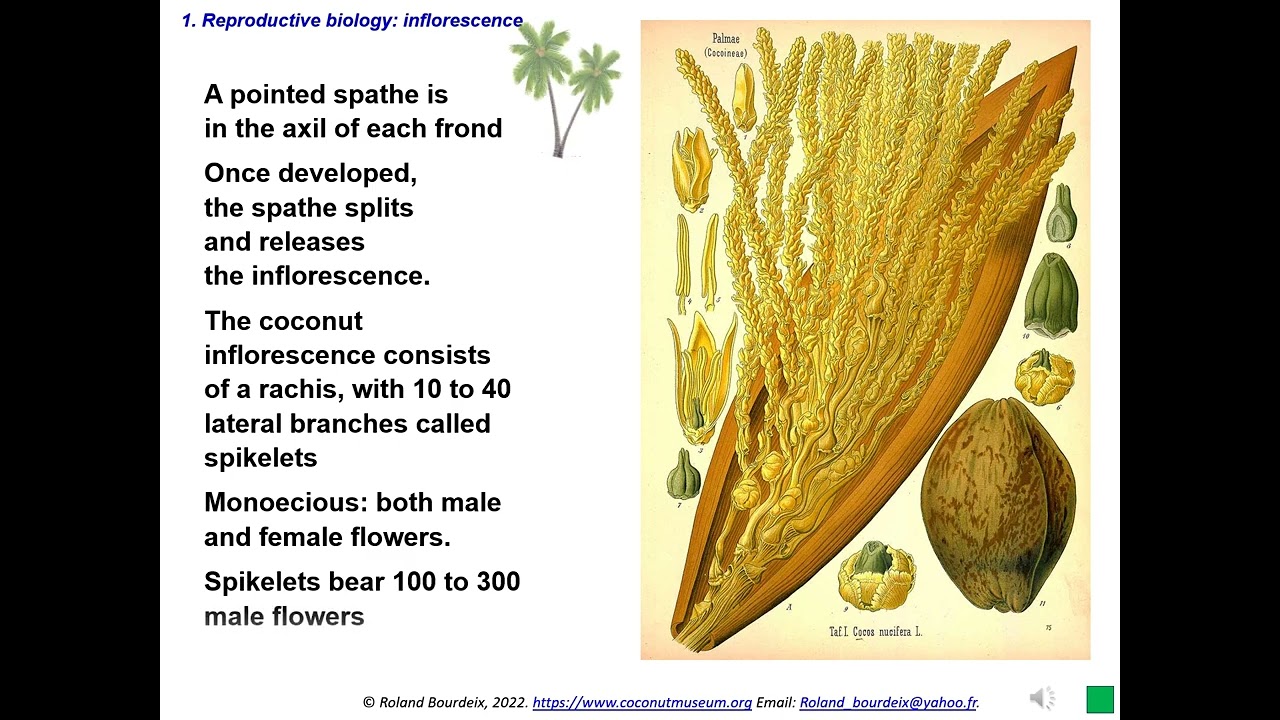 Phenotypic diversity and reproductive biology of the coconut palm