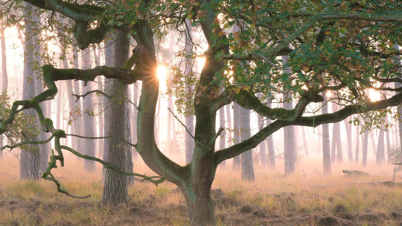 Diersfordter Wald - Großes Veen - Motivfindung und Bildkomposition im Moor