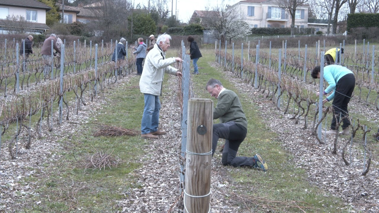 Les Coteaux de Montray - La taille