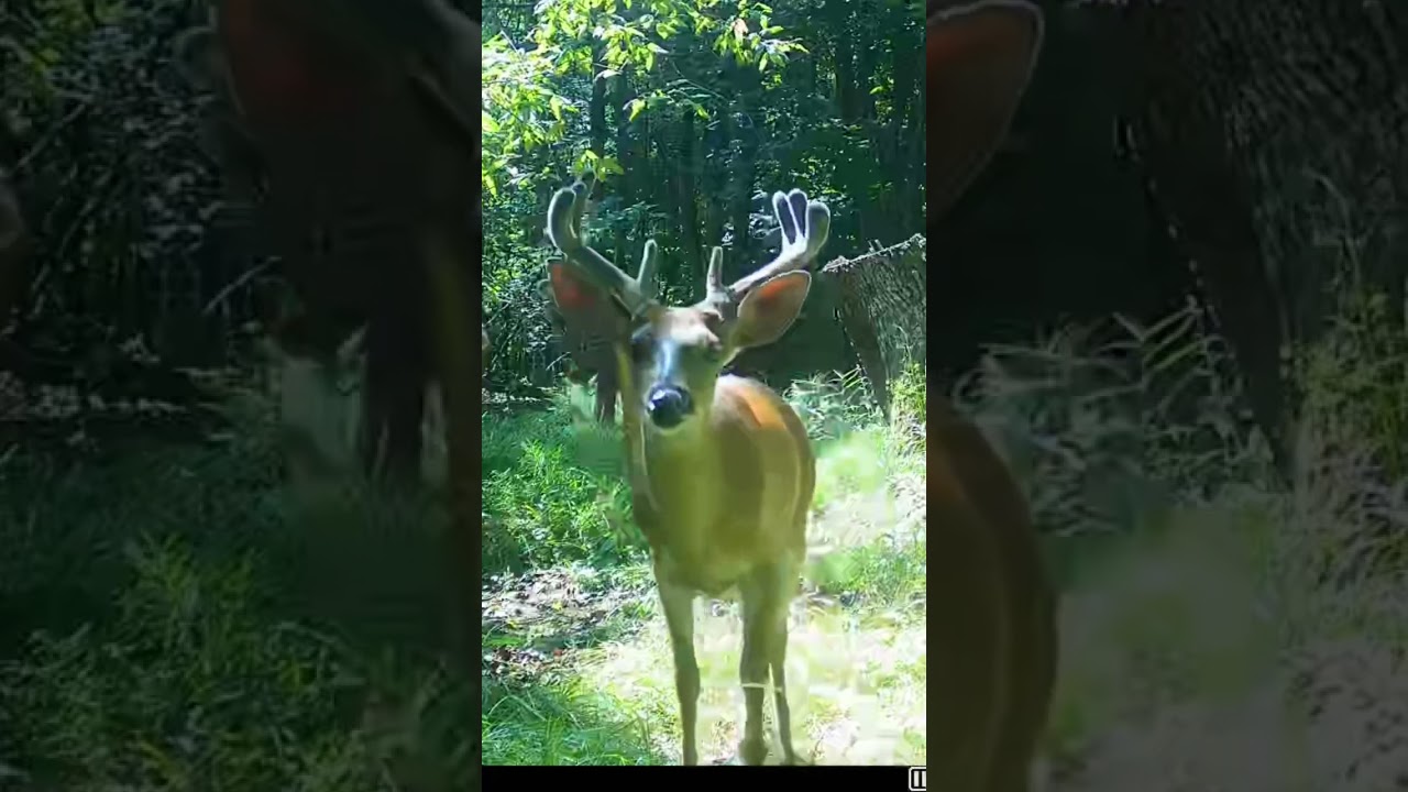 Watch this amazing cellular trail camera footage of this awesome whitetail buck. #tactacam
