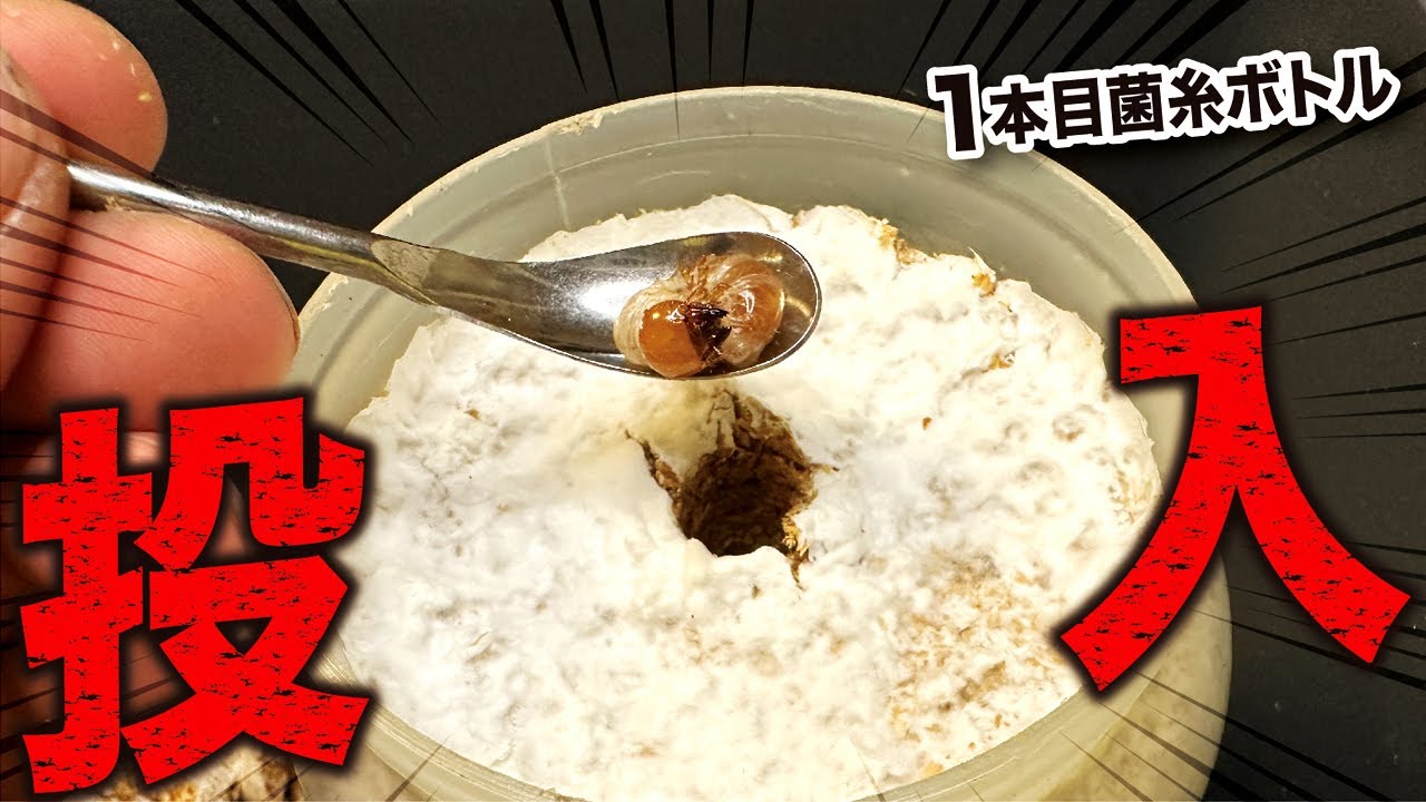 オオクワガタのブリード。菌糸ブロックからボトルへ詰め替えて、幼虫をプリンカップから菌糸ボトルへ移動させる