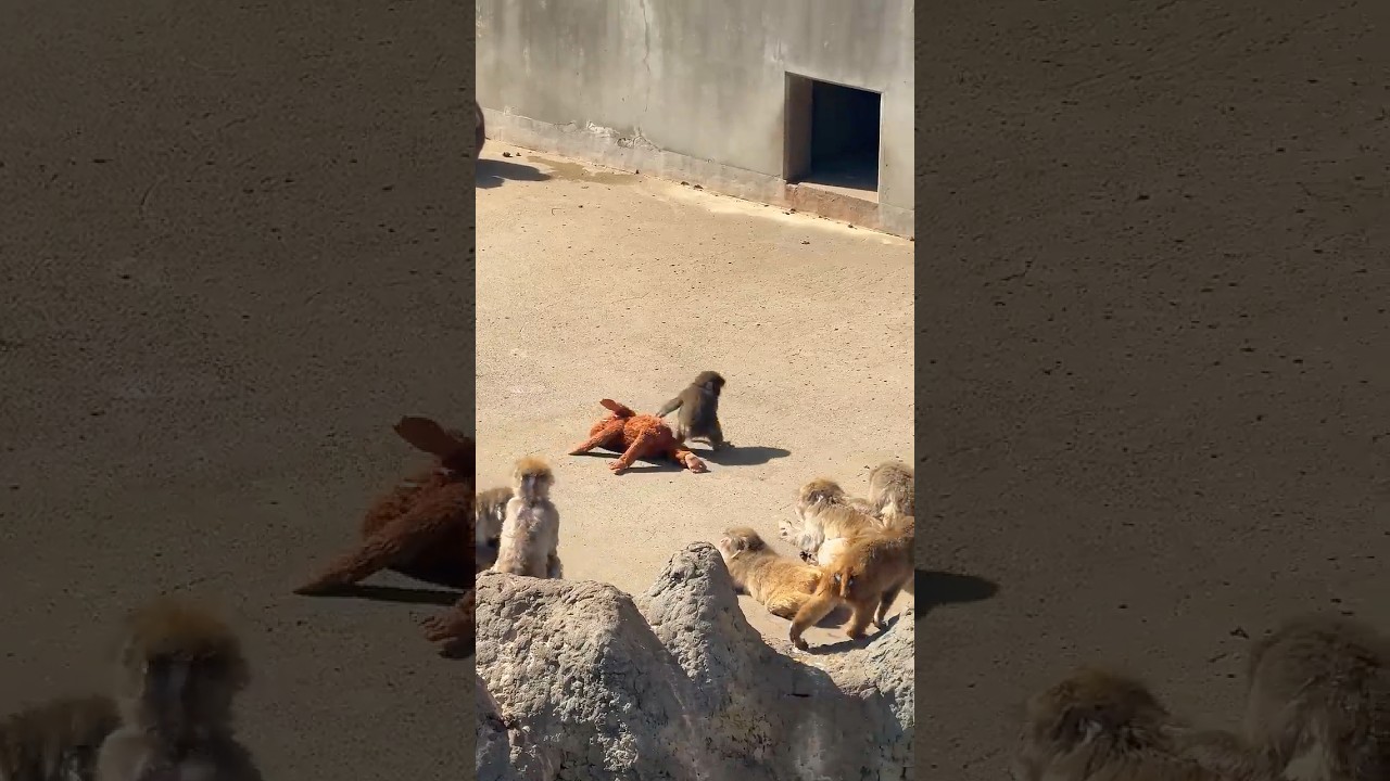 Увидела вирусную обезьянку Панча 🥺🐒 #обезьянкапанч #япония #путешествия #маленькаяобезьянка