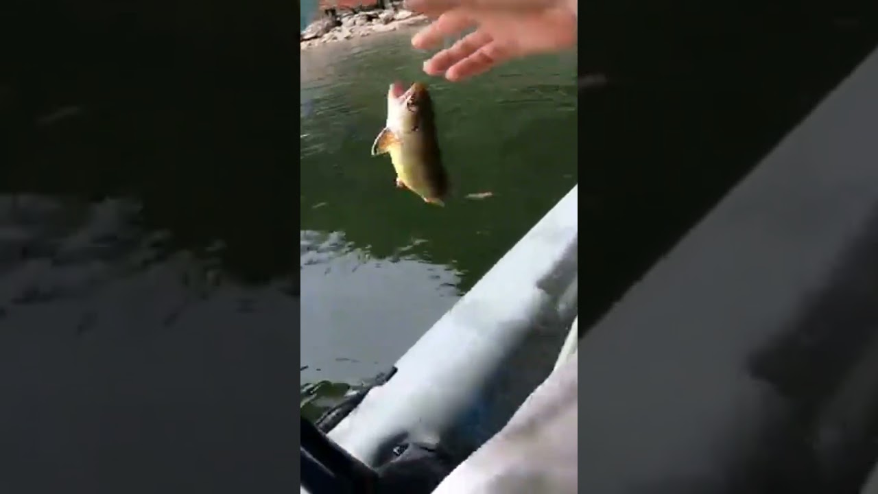 TN Trophy Brook Trout