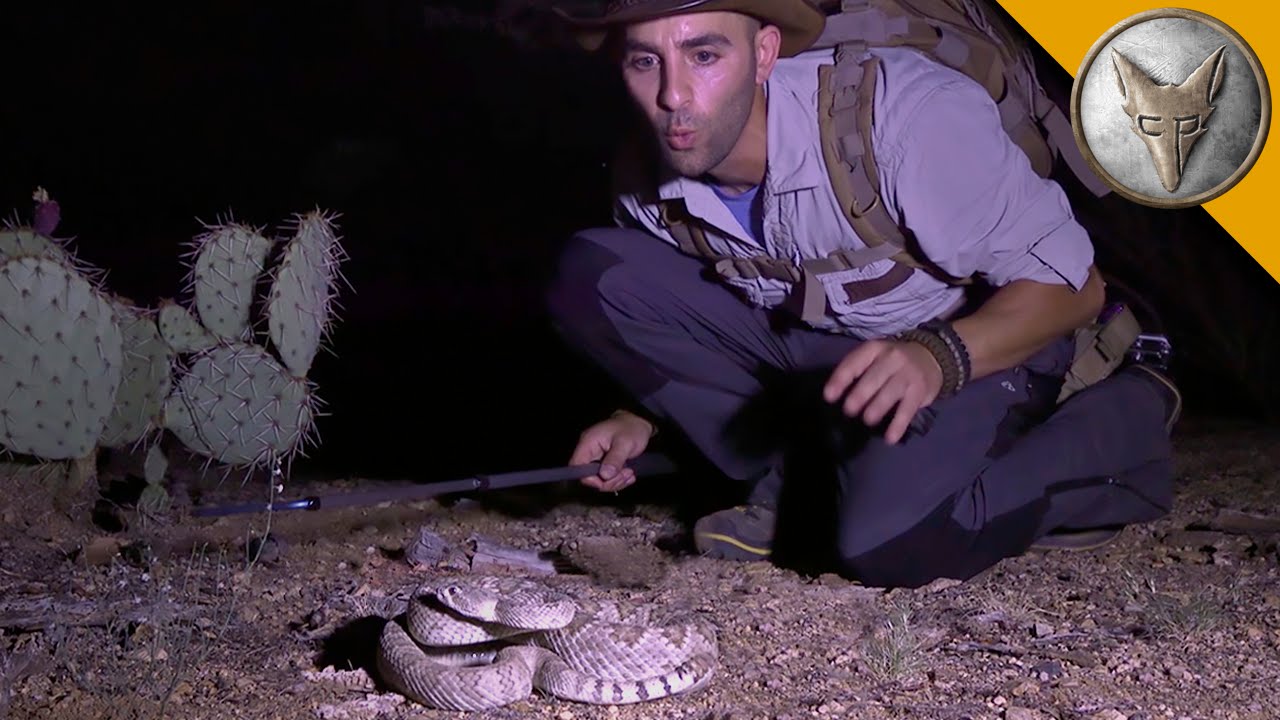 The Most Venomous Rattlesnake in the World!