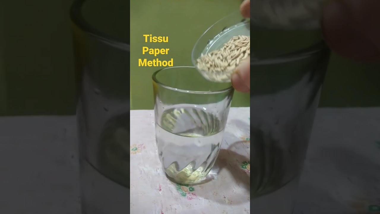 Adenium Seeds Grow Tissu Paper Method☺️☺️💝💝#shorts  #short #youtubeshorts