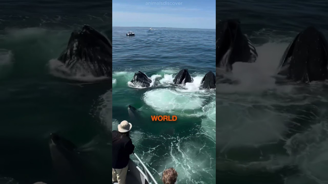 The smartest hunting technique in the Ocean #oceanlife #whale
