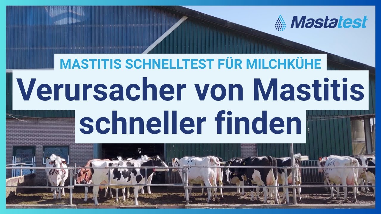 Verursacher von Mastitis bei Milchkühen schneller finden | Mastatest
