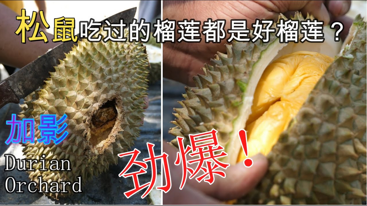 松鼠最爱来这样的榴莲园偷吃榴莲|Kajang Durian Orchard|D2 Durian