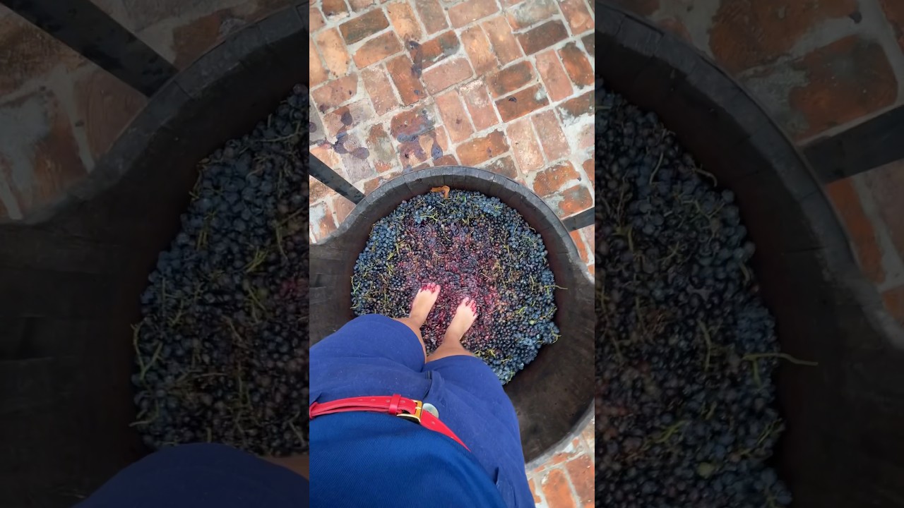 J&aacute; pensou em participar da produ&ccedil;&atilde;o do vinho pisando nas uvas? 🍇 #valedosvinhedos #viagem