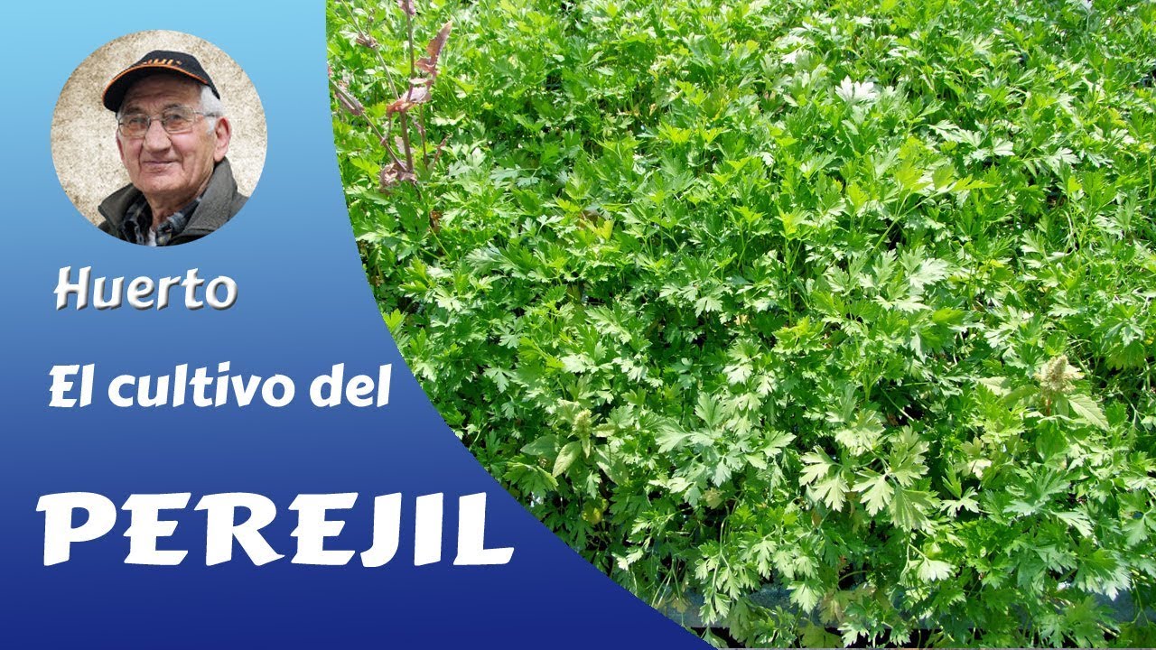 PEREJIL: EL CULTIVO COMPLETO DEL PEREJIL EN CASA