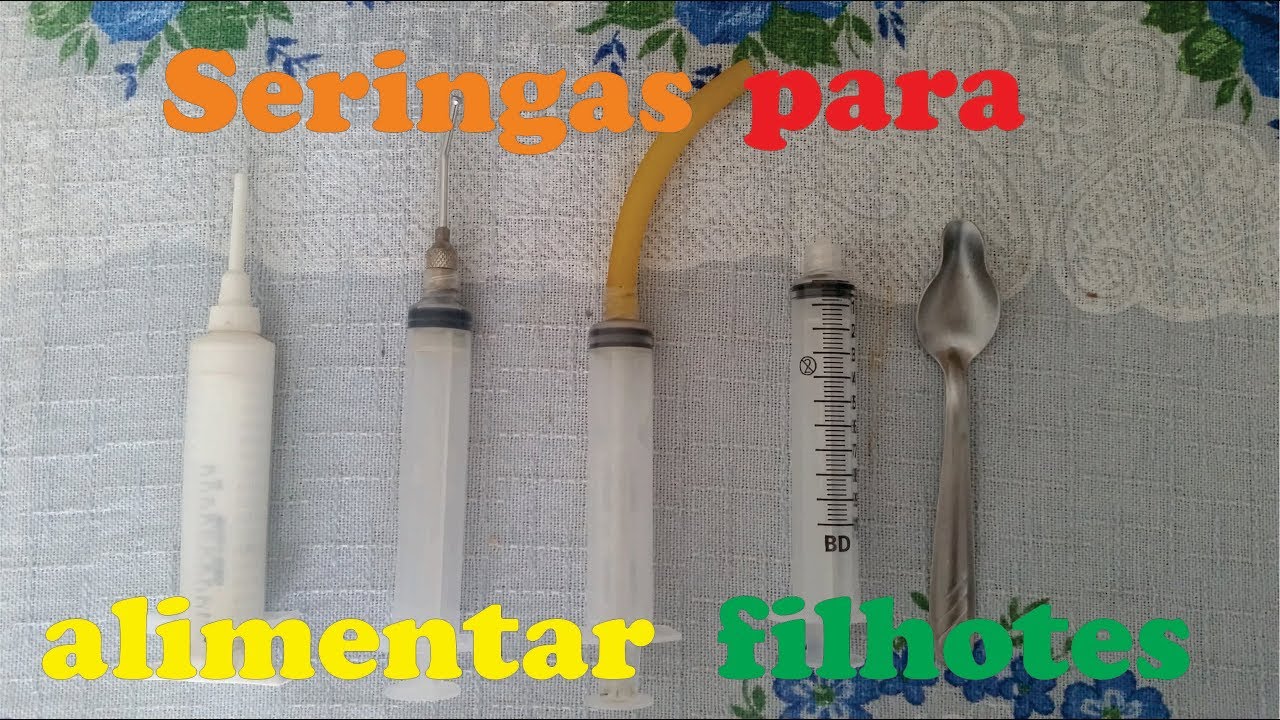 Com o que oferecer a papinha para o filhote de calopsita, agapornis ou periquito