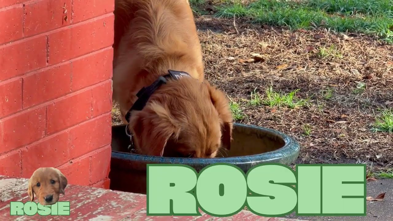 Everything is clean…but the dog. 🐕 