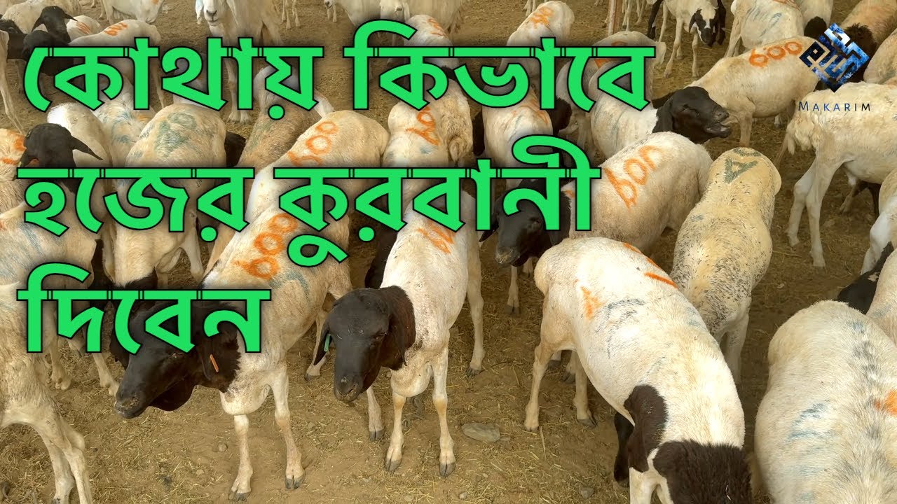 হজের কুরবানী কোথায় কিভাবে দিবেন? - মাকারিম - ৩৮৫
