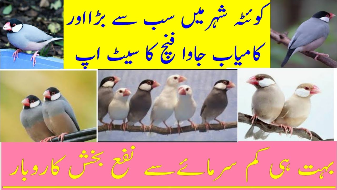 Khalid bhai ka Finch setup Total information prices & checks Quetta 17.10.2021