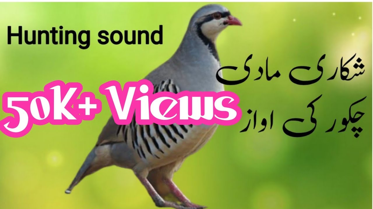 Mada chakor ki awaz | Female chakor ki awaz | keklik avi 2024 | صوت طائر الحجل للصيد |