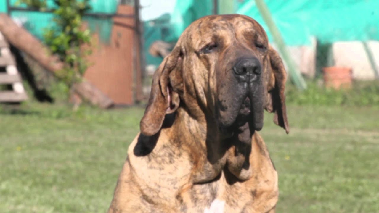 El Fila Brasileiro -Patas y Pies