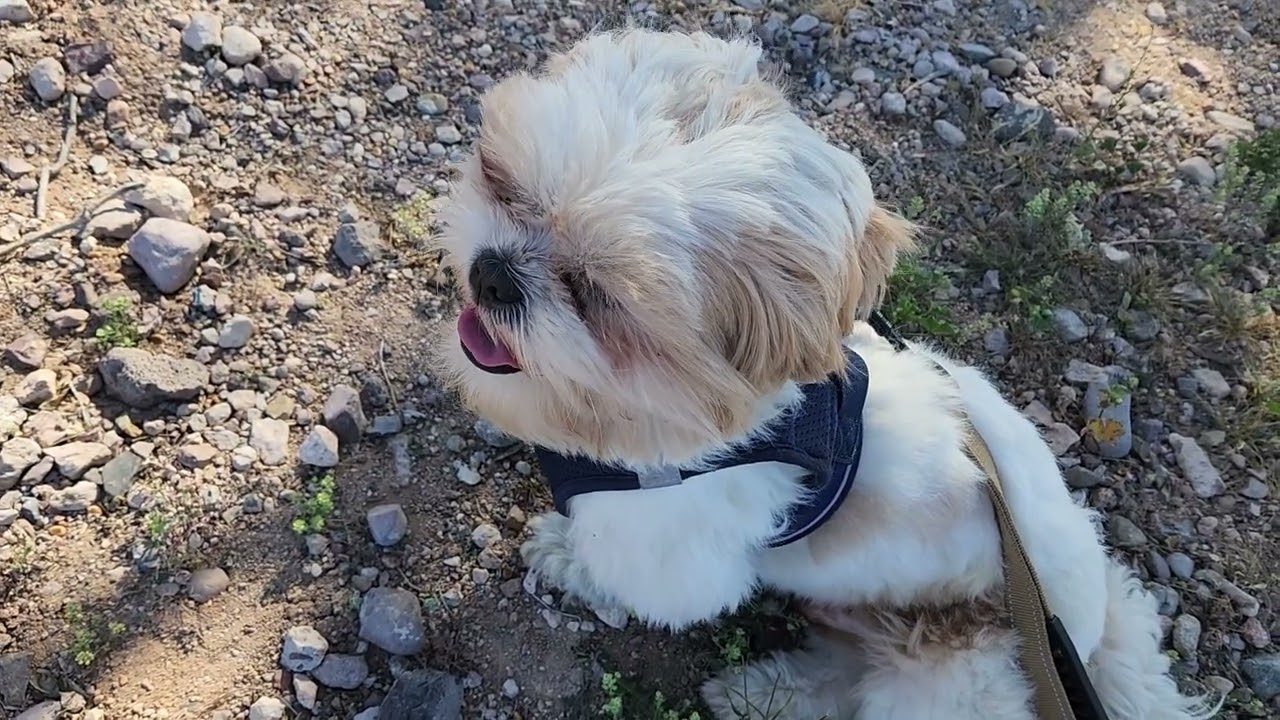 Travel stop, Murphy about to pass out with a nice breeze in hot Az