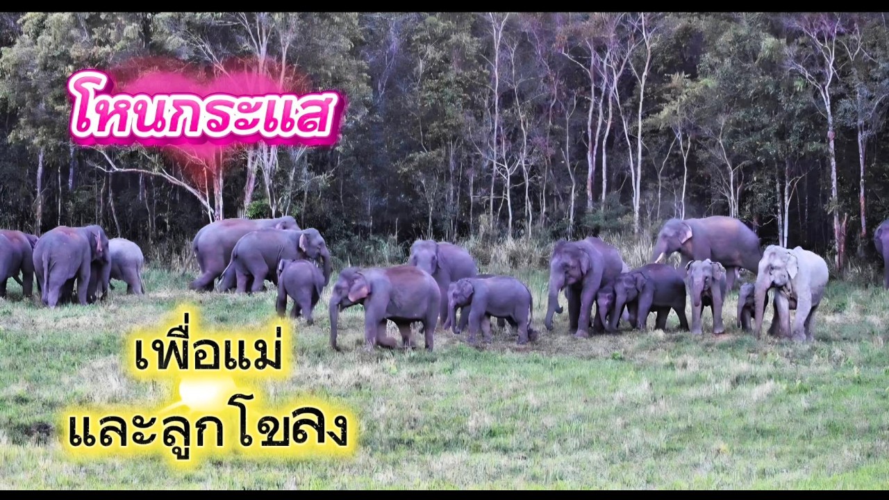 ช้างป่าสุดปัง ดังถึงรายการ 