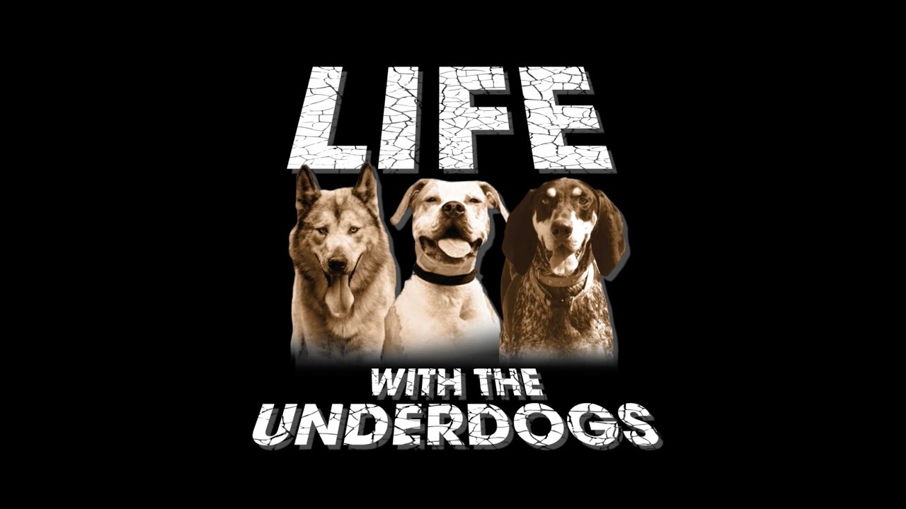 RESCUING DOGS...IT WILL RIP YOUR HEART OUT.
