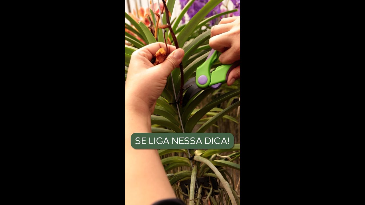 Se Liga Nessa Dica: Corte de Hastes! | Orquid&aacute;rio Dona Vanda