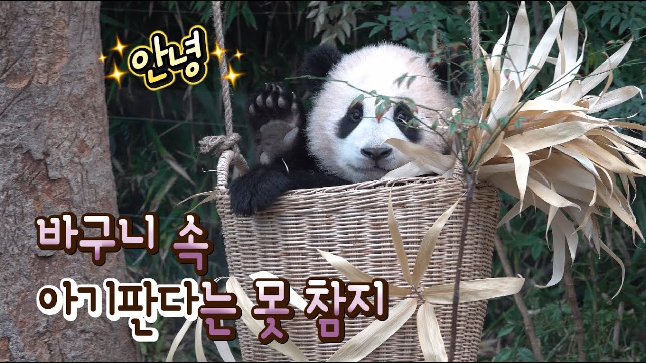 ★에버랜드 판다월드 ep10★ 