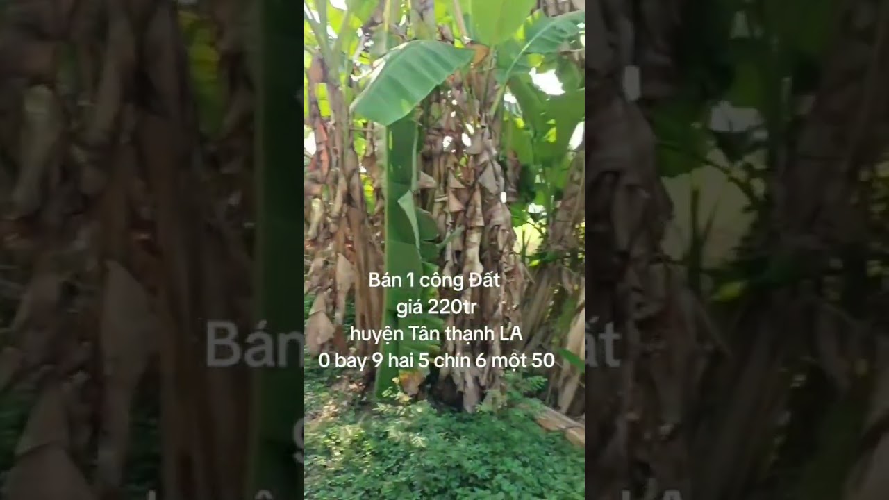 Bán 1 công đất, huyện Tân thạnh LA