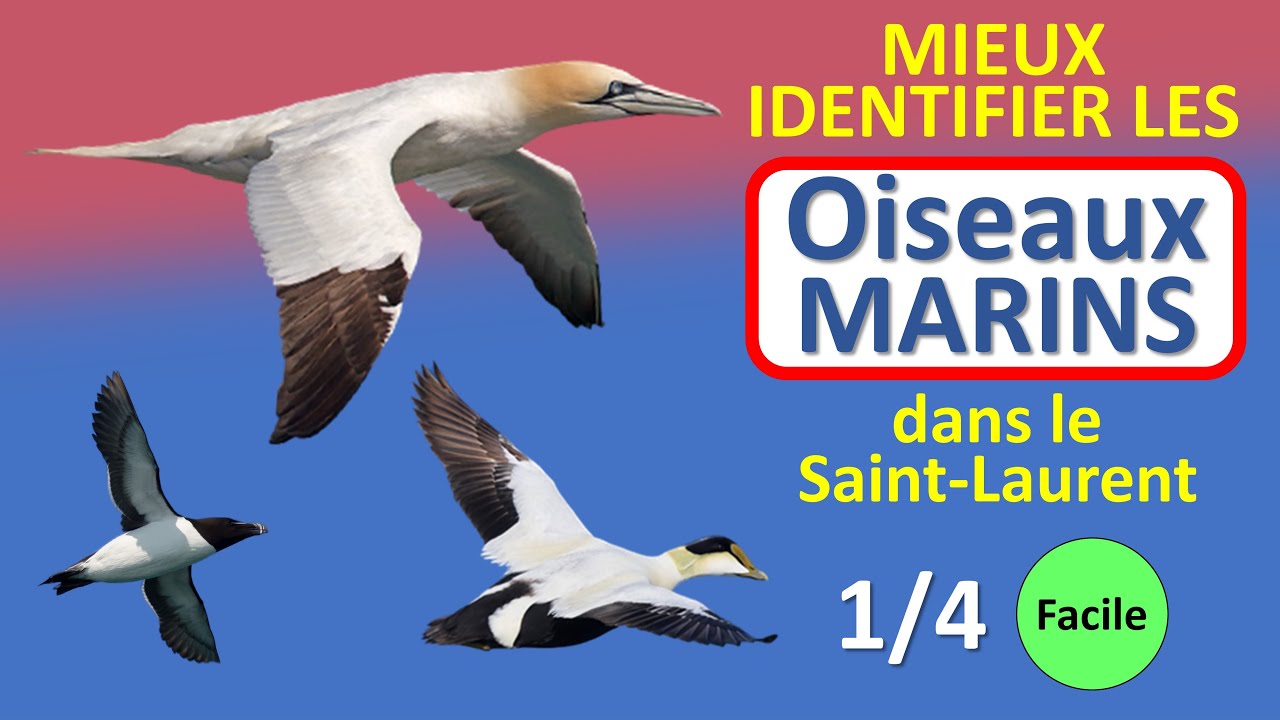 Oiseaux marins du Saint-Laurent (1/4) – C’est quoi cet Oiseau? No 4